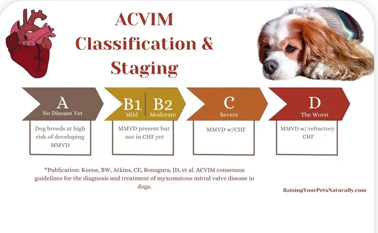 瓣膜性心臟病分期