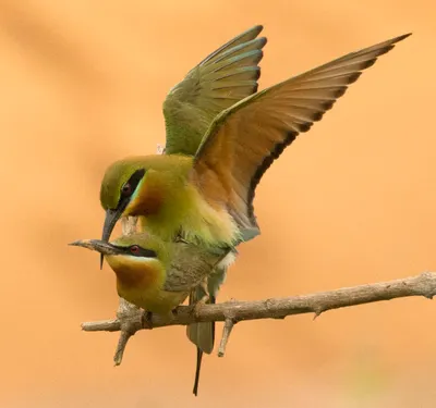 Brenda Wang的沙龍