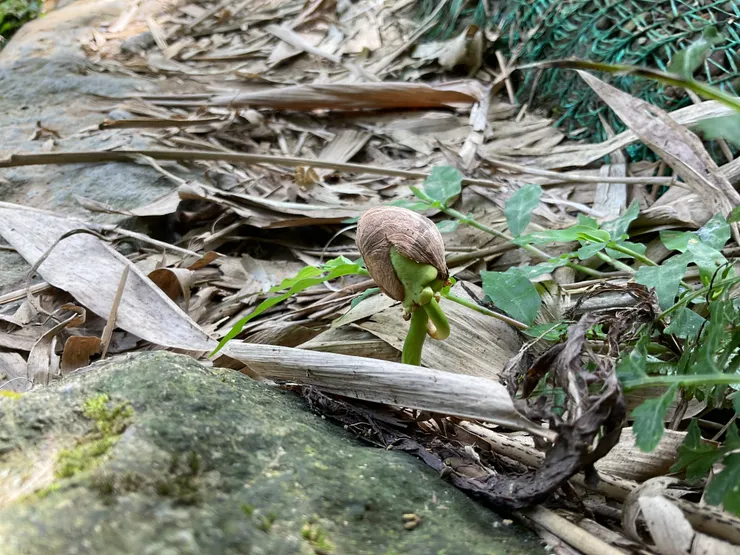 等待長大的種子