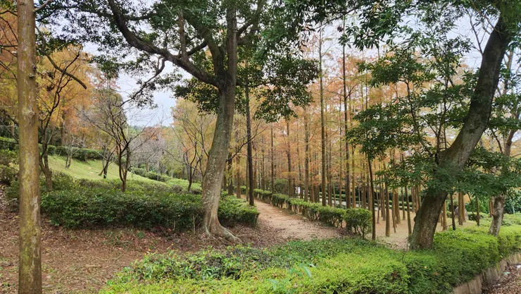 如光山寺水杉林