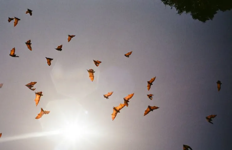 被吵醒的蝙蝠紛紛飛出來（團友Dylan拍攝）