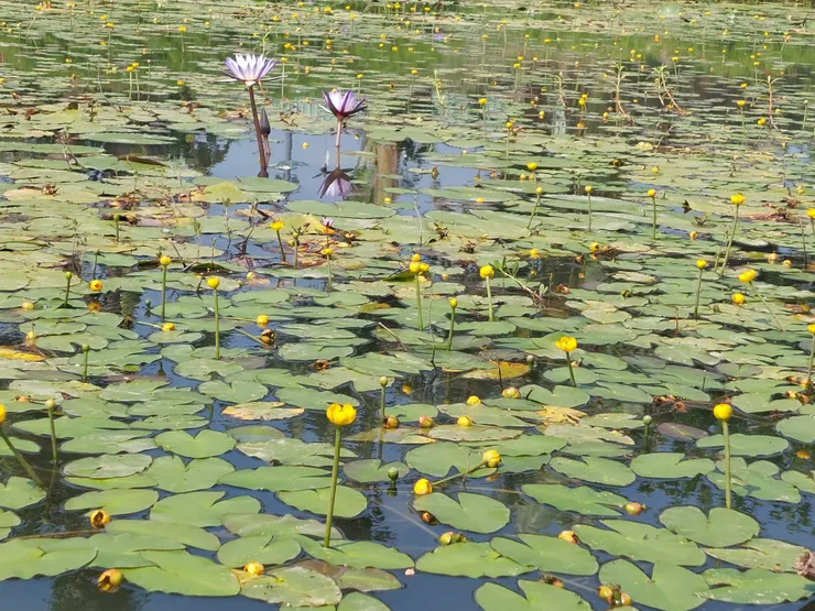 這一大片開著嬌嫩鮮黃小花,朵朵孤挺挺的直立在水面上,宛若睡蓮的水生植物,就是「孤戀花」。 攝於故宮南院睡蓮池