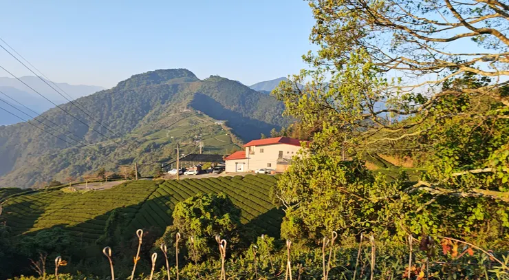 武界海拔約800-1200公尺,終年雲霧繚繞、日夜溫差大,是台灣高山茶的優質產區