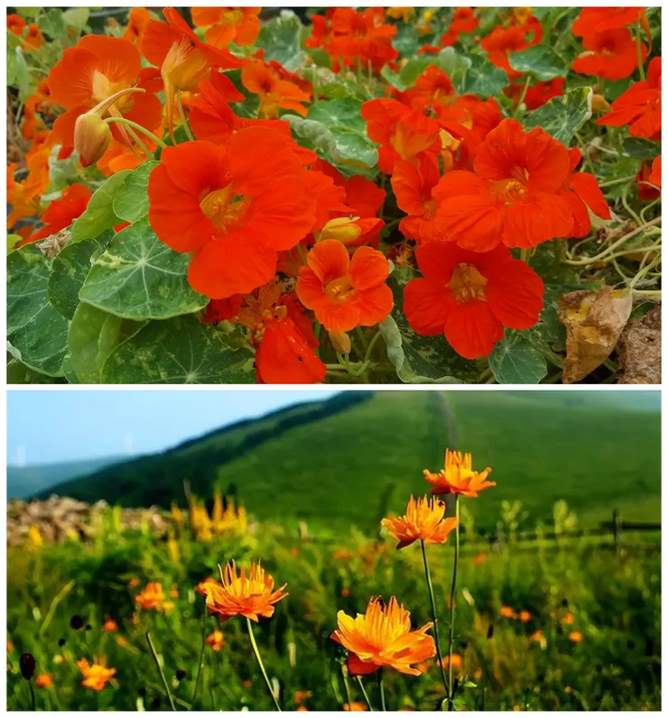 上為外來種金蓮花；下為古籍中來自塞外的金蓮花