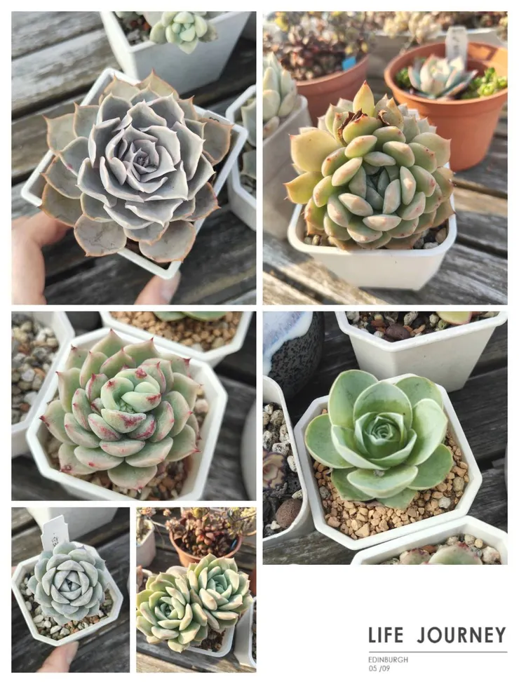 頂樓實在是太多品種了...有機會再介紹吧 😅