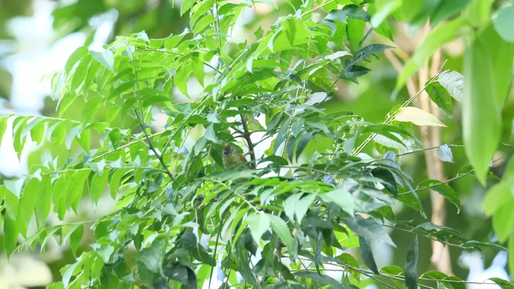 明明很小卻裝巨