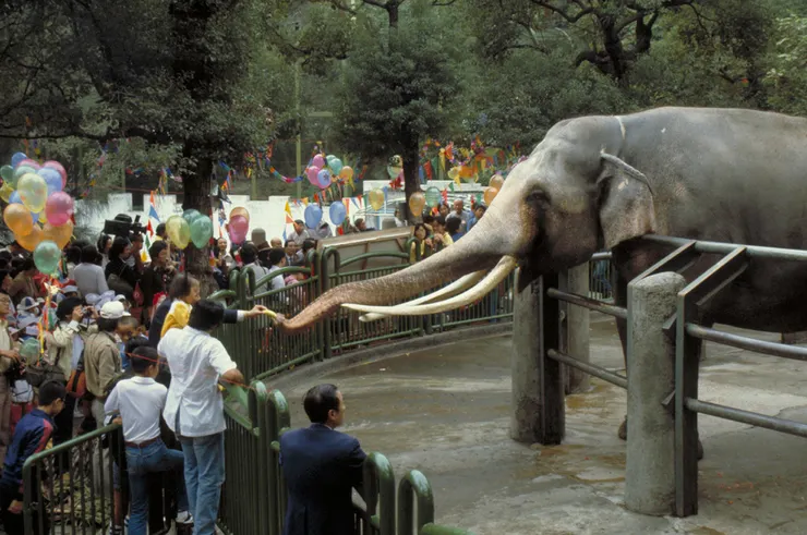 刊頭 臺北市立動物園為大象林旺過生日 案名：索忍尼辛來華演講、動物及生態保育、駕駛米格機投誠之人物 檔號：0071/S36/1 來源機關：行政院新聞局 管有機關：國家發展委員會檔案管理局