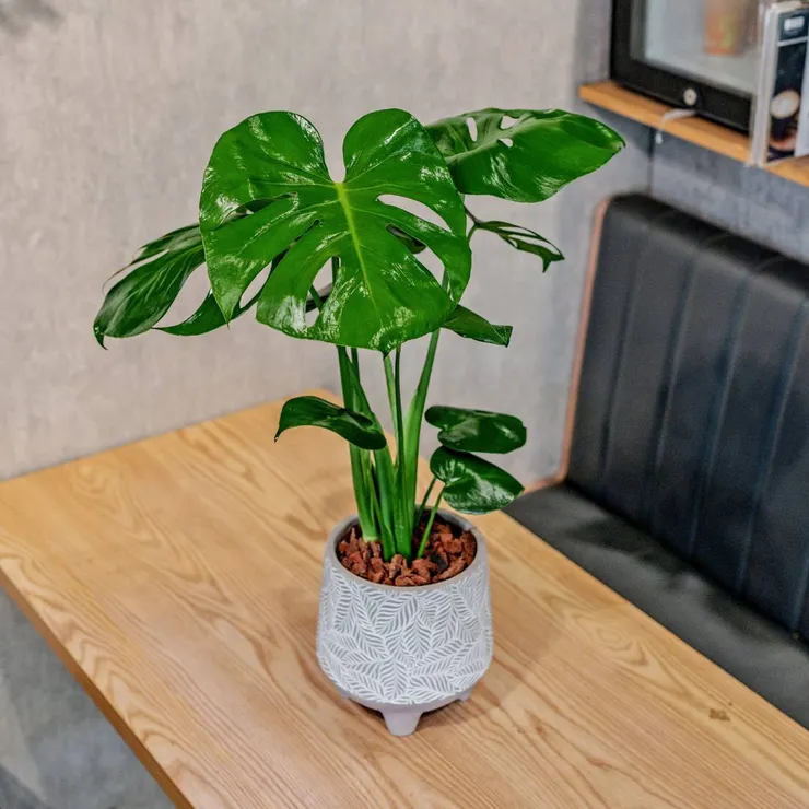 迷你龜背芋 (Mini Monstera) : 葉片有漂亮裂紋、帶著一點光影斑駁感。它是空間裡的**「視覺亮點」**,隨手一擺就像雜誌封面。