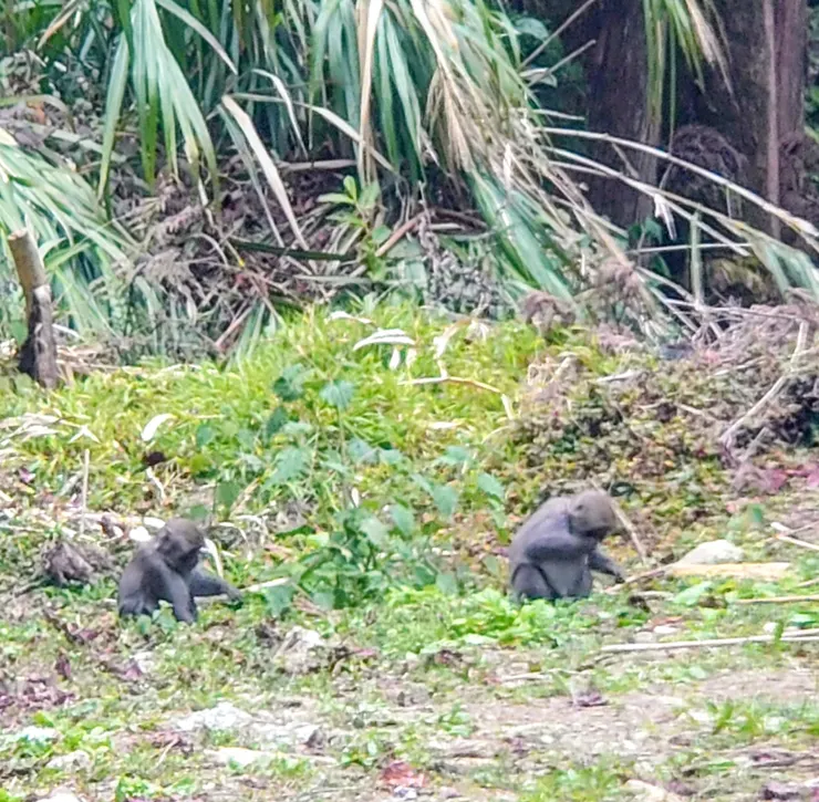 猴子家庭，猴子小孩