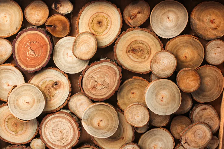 混合樹紋切片,透過拼貼也能創造不可思議的美