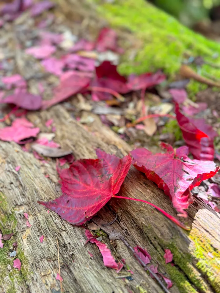 稍來步道上的楓紅