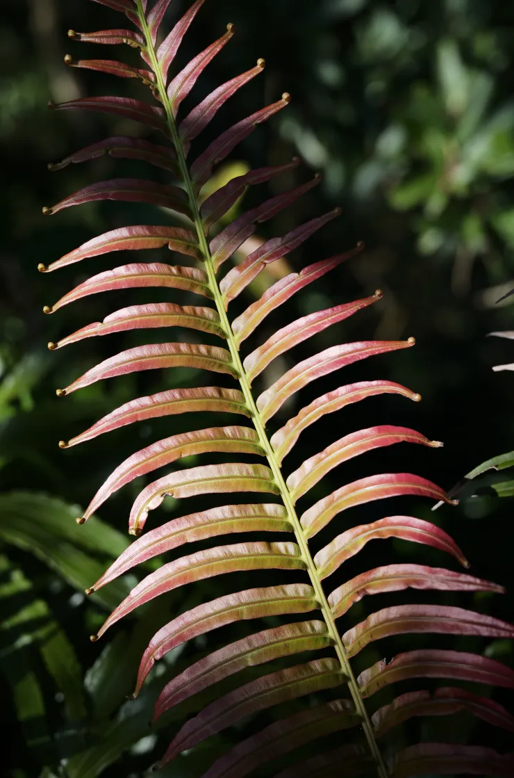 烏毛蕨新葉(Leica M10-R+ APO-SUMMICRON-M 35 f/2 ASPH.)