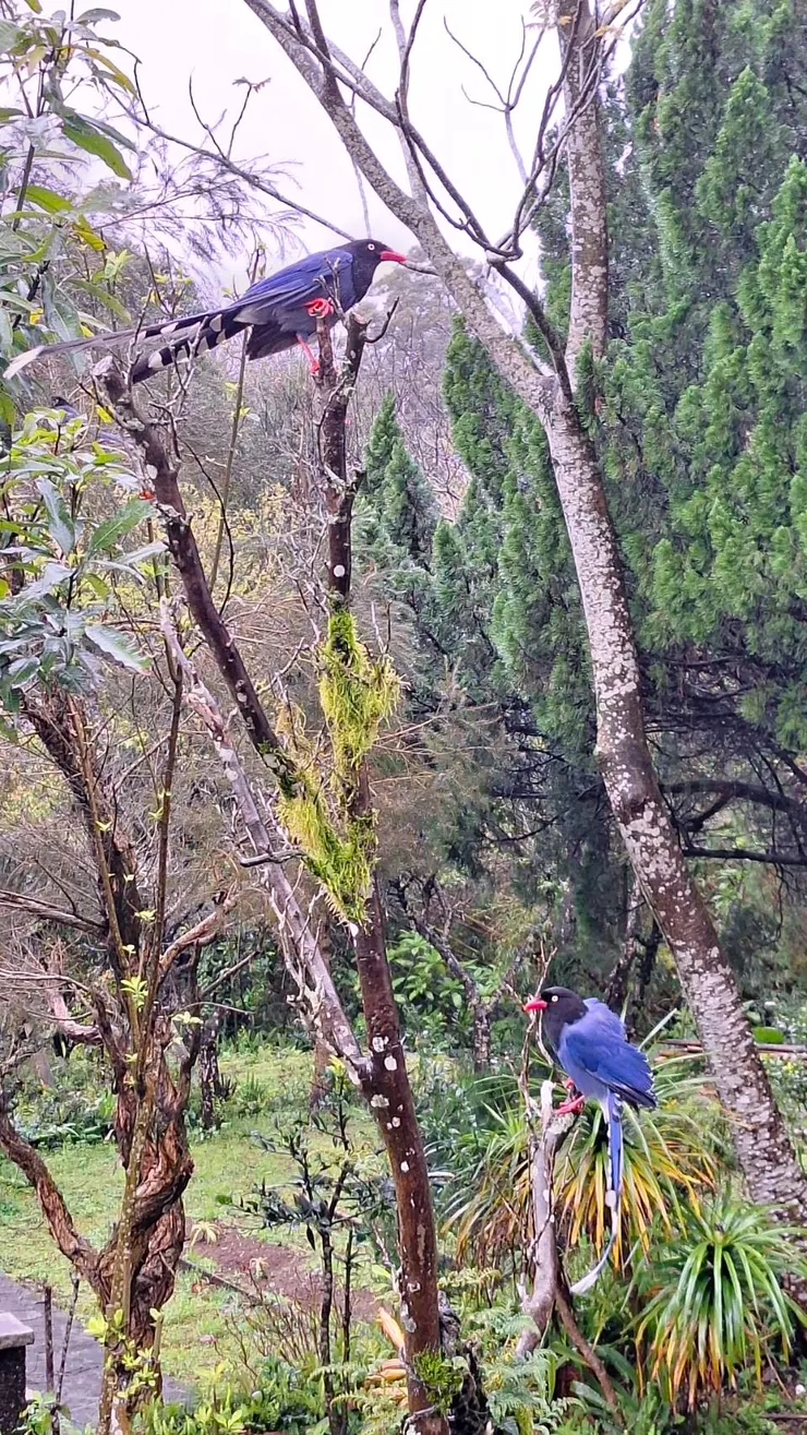 恰好飛到眼前的臺灣藍鵲