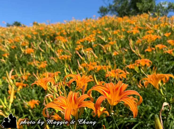 對我來說，六十石山不僅是一個賞花景點，更是台灣東部最動人的山景舞台。