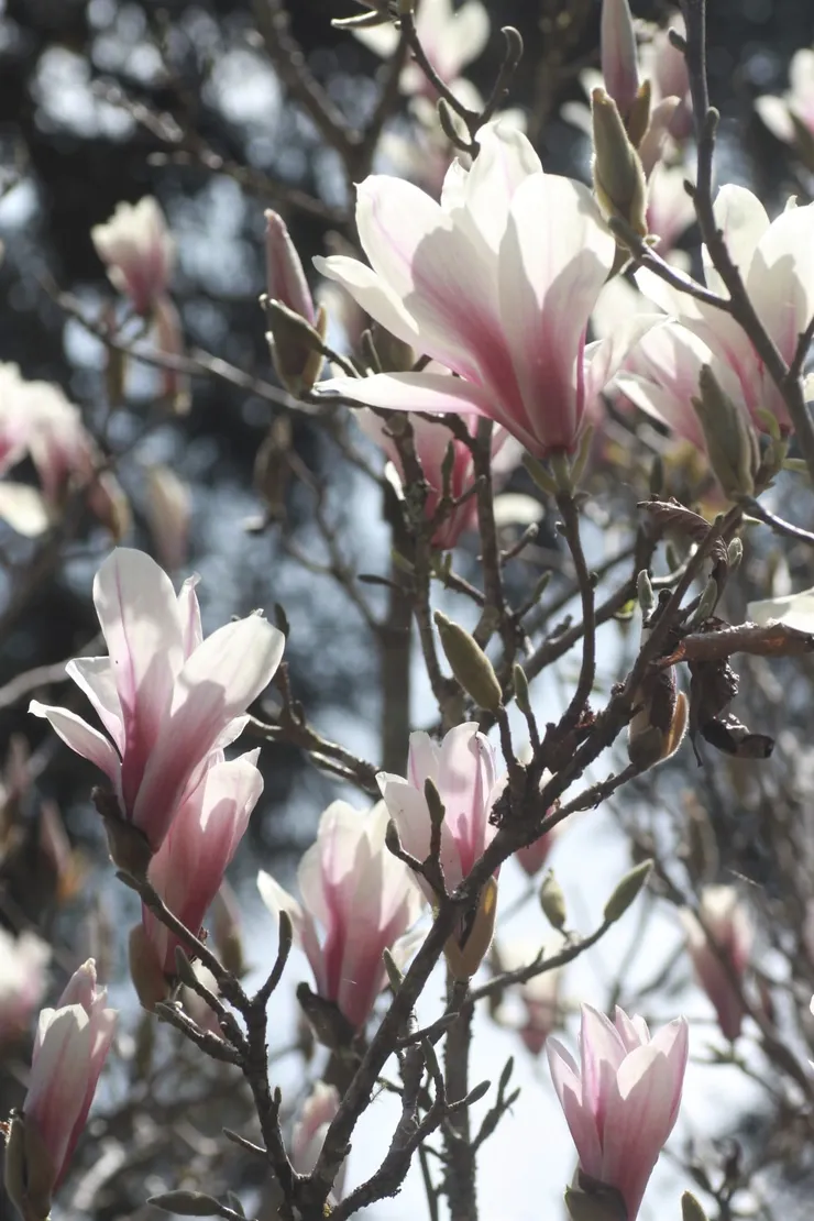 這種花瓣白中帶紫紋暈染的木蘭品種，疑似天目木蘭（Magnolia amoena）