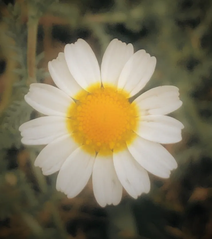 圖片來源 Plantnet.org