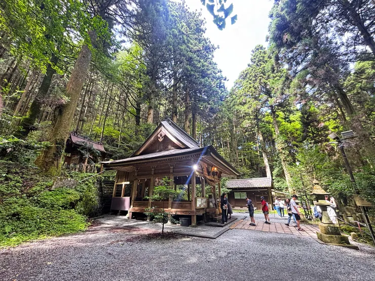 不知道「梛」是哪一棵呢?(自行拍攝)