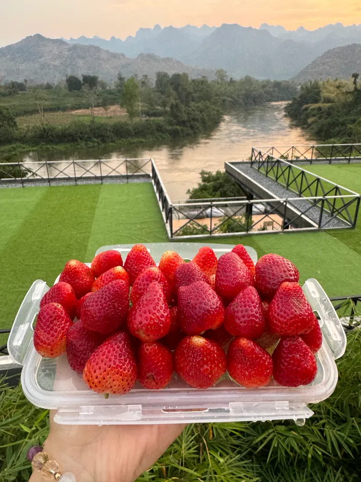 在佛統海椰寺買的草莓，甜度表現非常好！