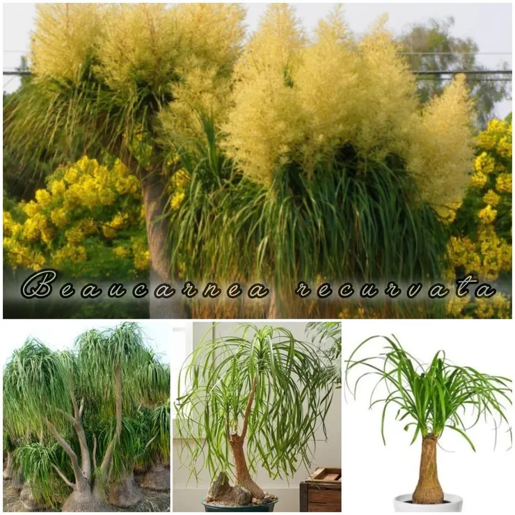 酒瓶蘭Beaucarnea recurvata