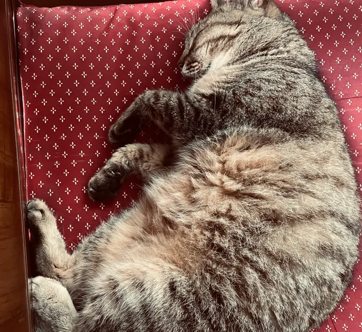 謝謝你，小花，要活得長命百歲喔。