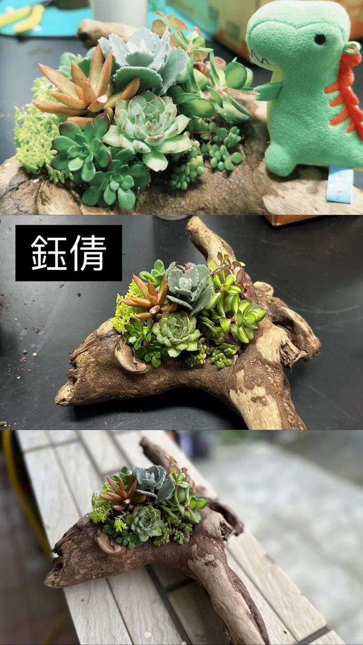 多肉與漂流木