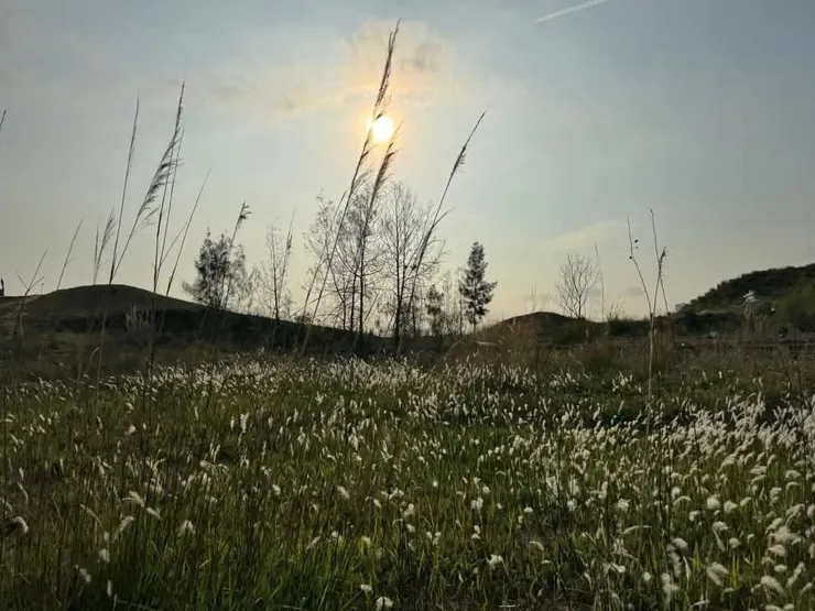 不觀鳥也可觀日落