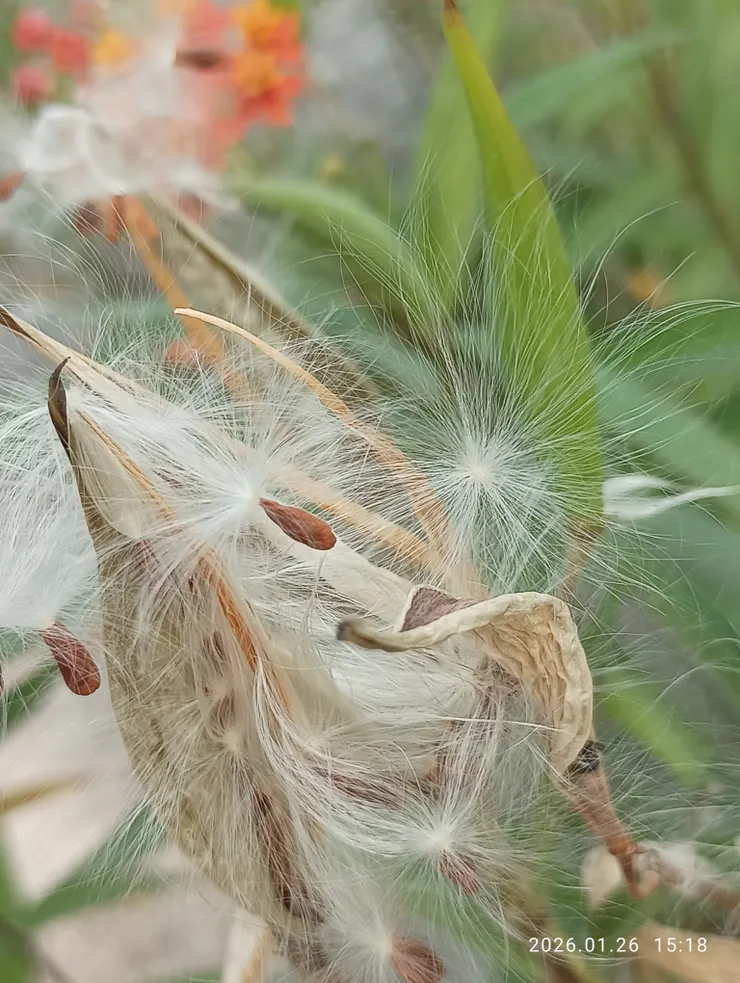 馬利筋的種子如似“降落傘”，賞眼欣眸