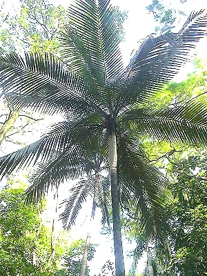 src