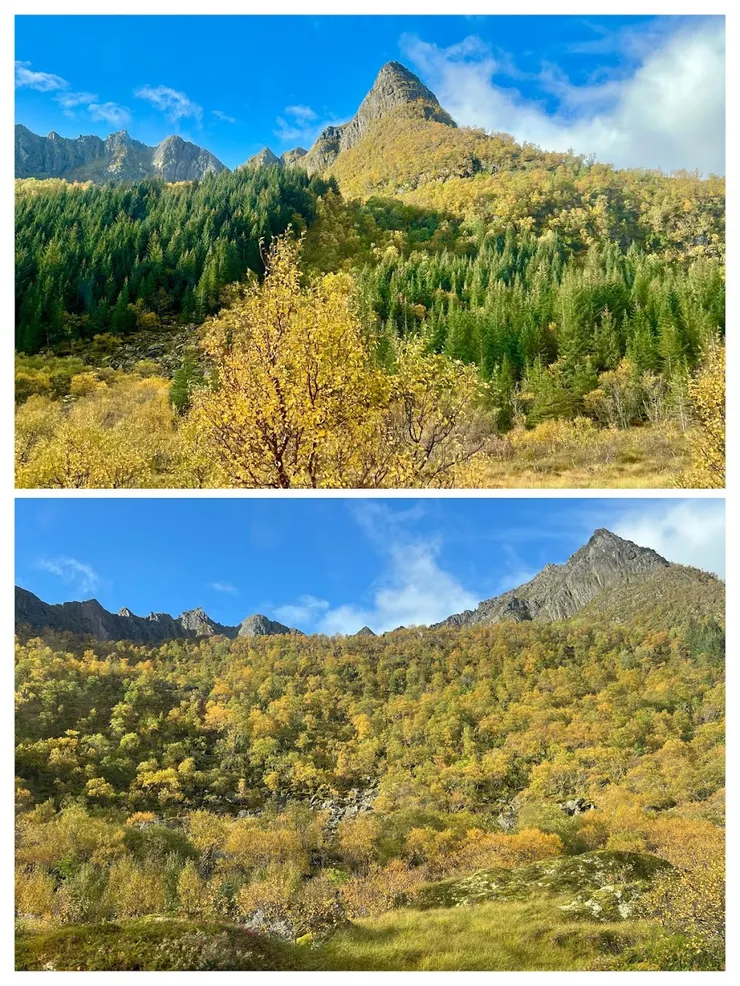 山野變黃了許多