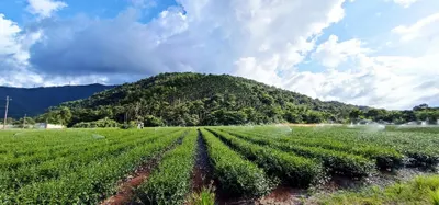 產地直送-台灣好茶