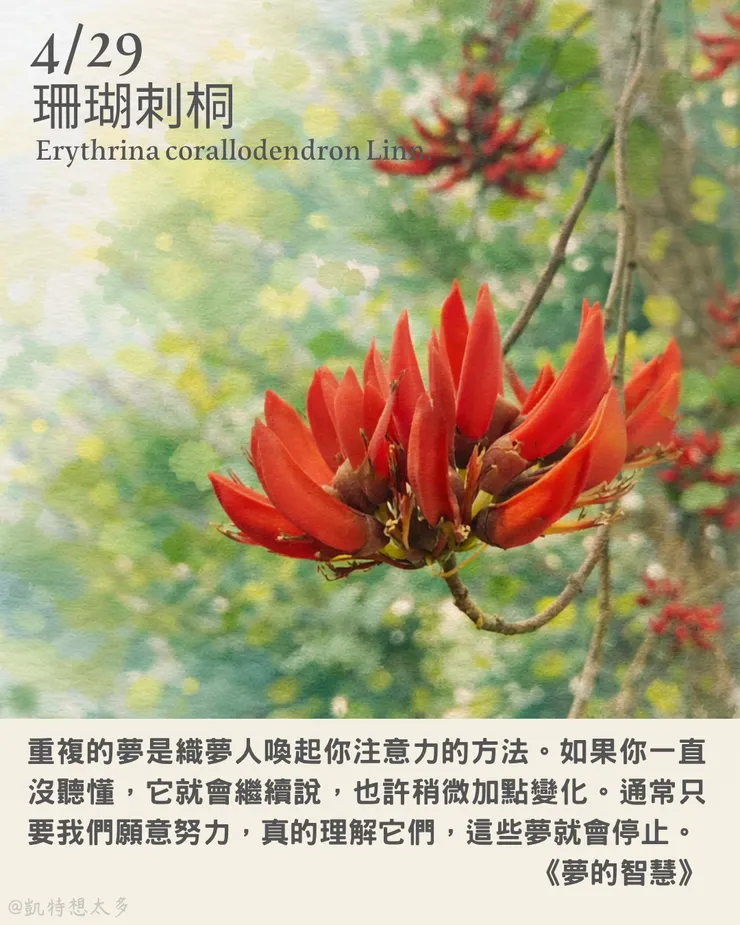 珊瑚刺桐×《夢的智慧》