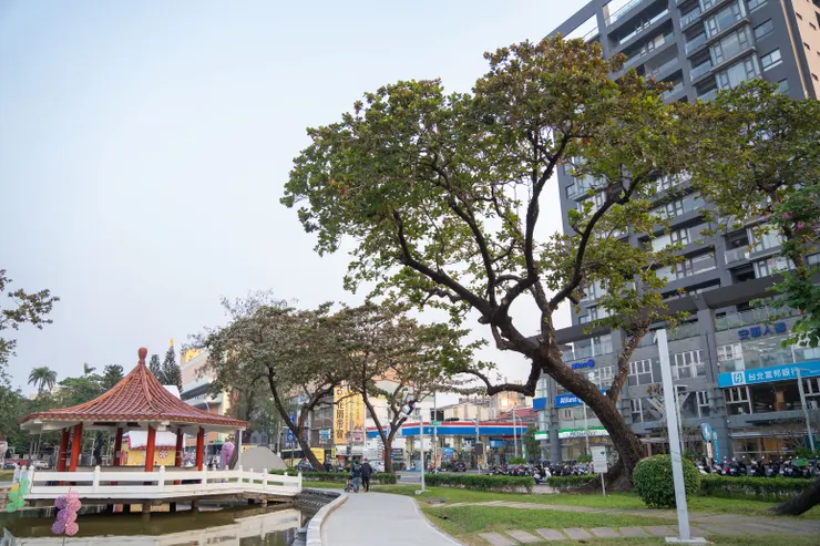 樹齡百歲的老樹，高高聳立於公園池邊