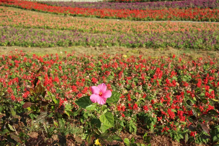 這我自己拍的應用在文章裡