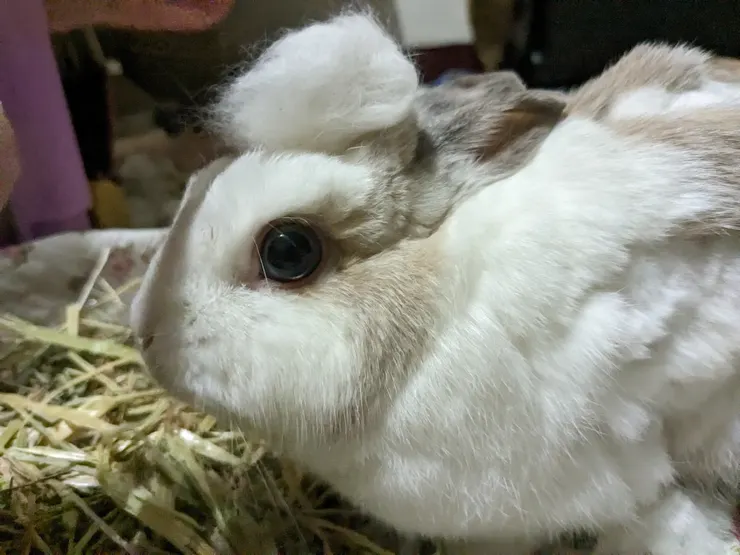 幫壽司梳毛不到5分鐘，梳出一團飛機頭。邊梳邊想這麼大團的毛要是卡在他胃裡就慘了...