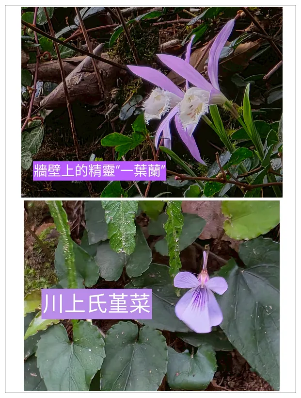 春天的加里山