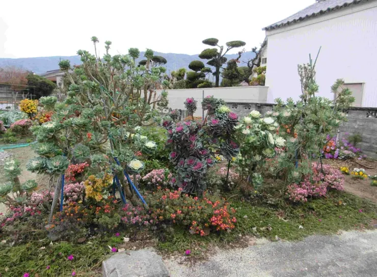 在日本好多這種顏色鮮豔的植物,冬季特別多,這是沒有修圖的顏色
