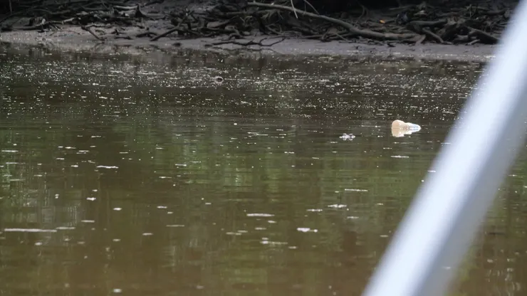 突然船夫停下來說有鰐魚，起初我們怎樣看也看不到