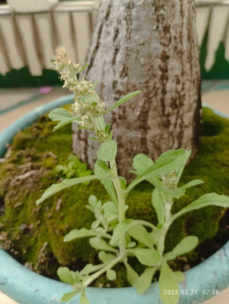 鼠麴草又名清明草