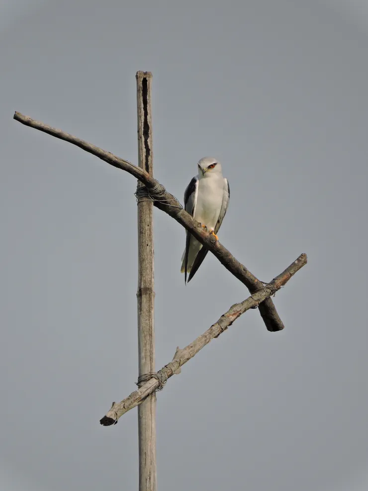 與阿鳶火紅的雙眼對視 （順月農園提供）