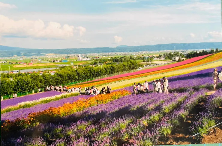 分層種植，地形的起伏，形成如彩虹般的彩色花田