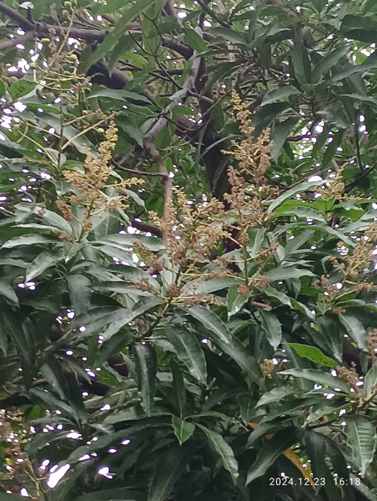 鄰家，雨寒芒果花心冷！