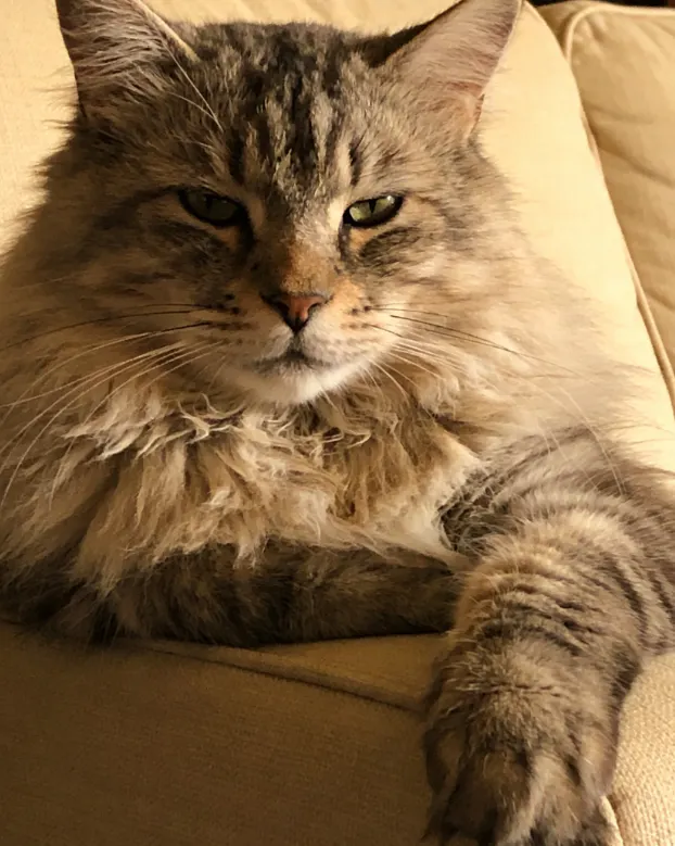 貓咪是肉食動物，均衡的營養能預防肥胖、糖尿病等問題，避免過度餵食零食喔~