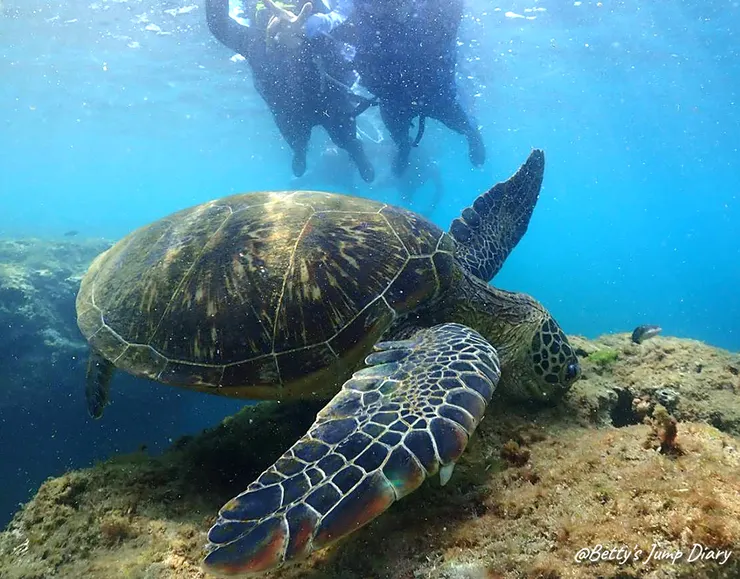 ▲2025屏東小琉球-浮潛、SUP/ 圖片來源：Betty's Jump Diary