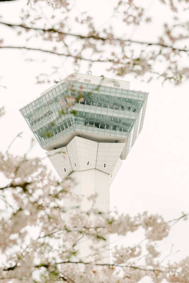 五稜郭塔與櫻花