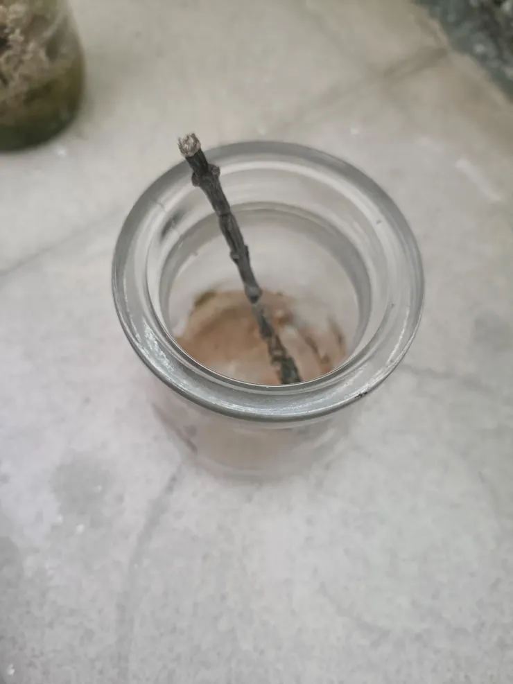 底部本來有小黃金葛，現在屍體都...不見了！