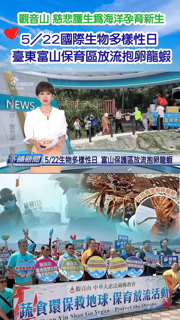 【公視台語新聞報導】5月22日生物多樣性日 觀音山 中華大悲法藏佛教會在富山保護區放流抱卵龍蝦