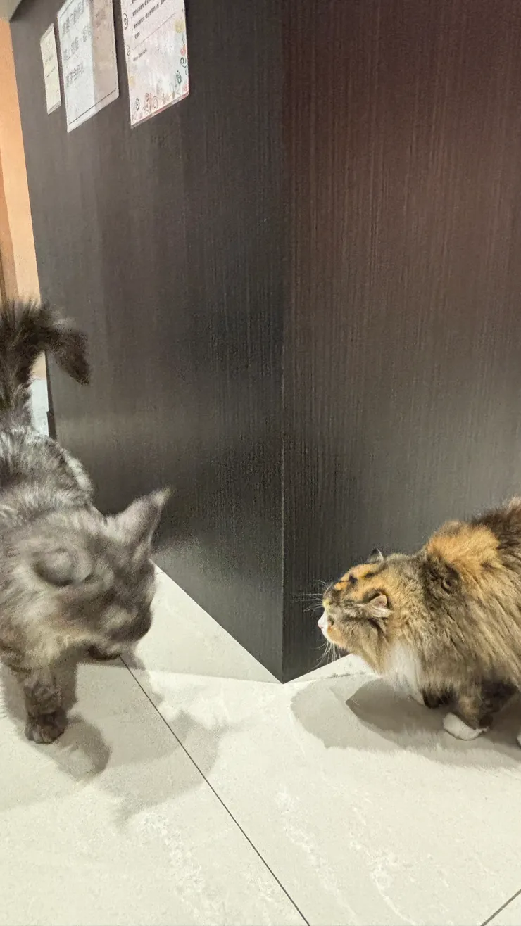 喵喵有約｜吵架？