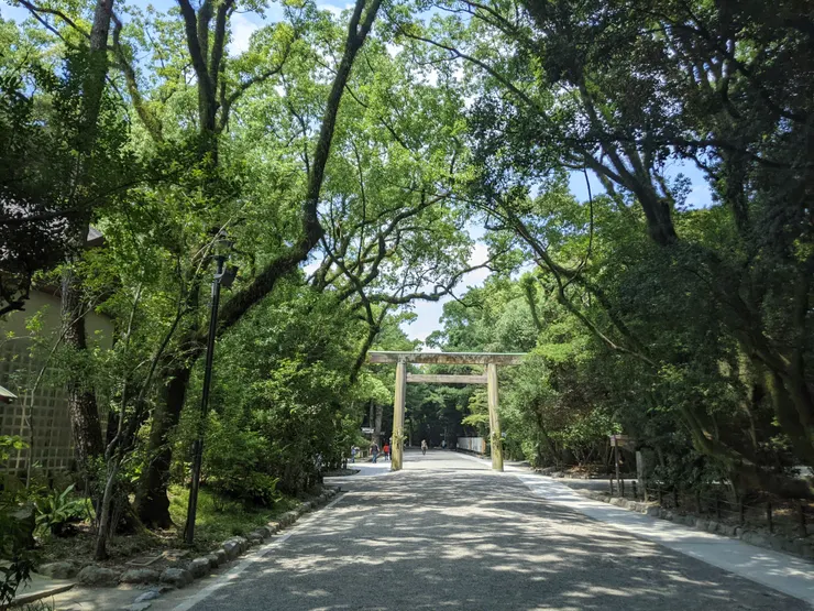 這片綠蔭真是夏天的好朋友