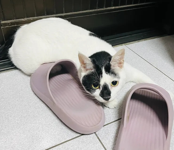 調皮搗蛋麻吉燒