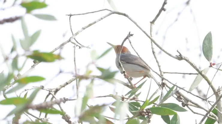 灰縫葉鶯 Ashy Tailorbird